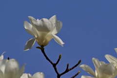 白木蓮