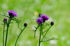 野の花 Ⅱ