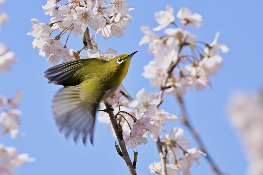 春のときめき Ⅱ