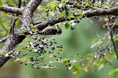 黒い実レストラン Ⅱ