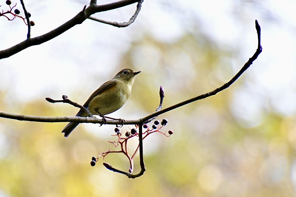 おかえり〜ルリ子さん♪