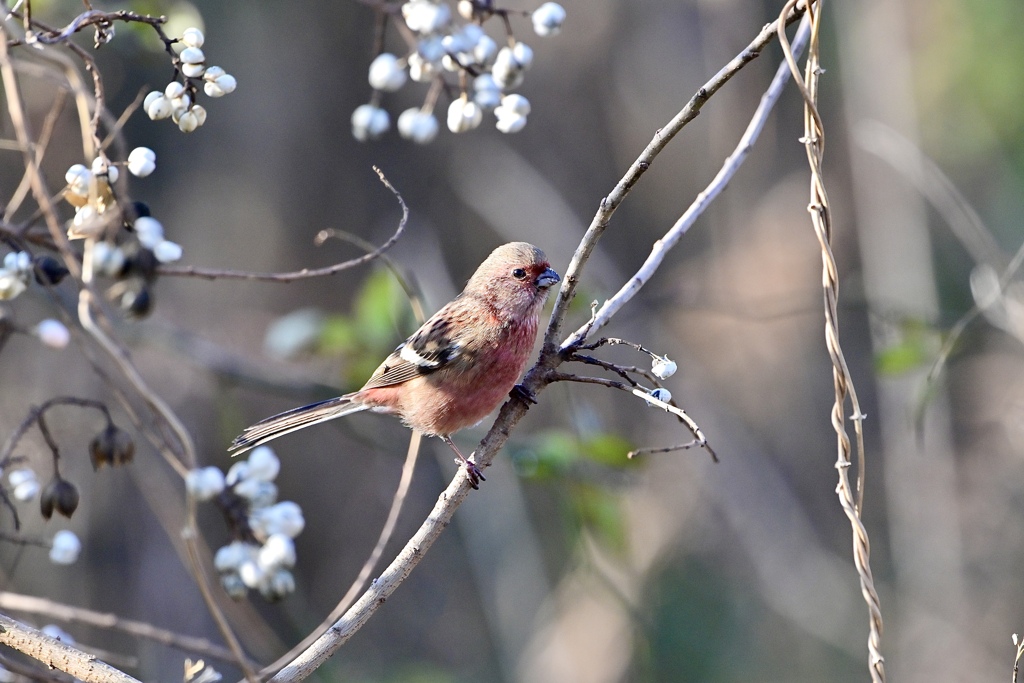 白い実ビュッフェ Ⅱ