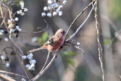 白い実ビュッフェ Ⅱ