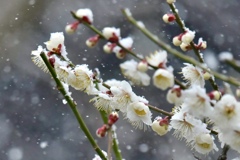 一年ぶりの雪