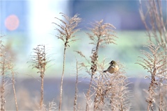 セイタカアワダチソウに見っけ