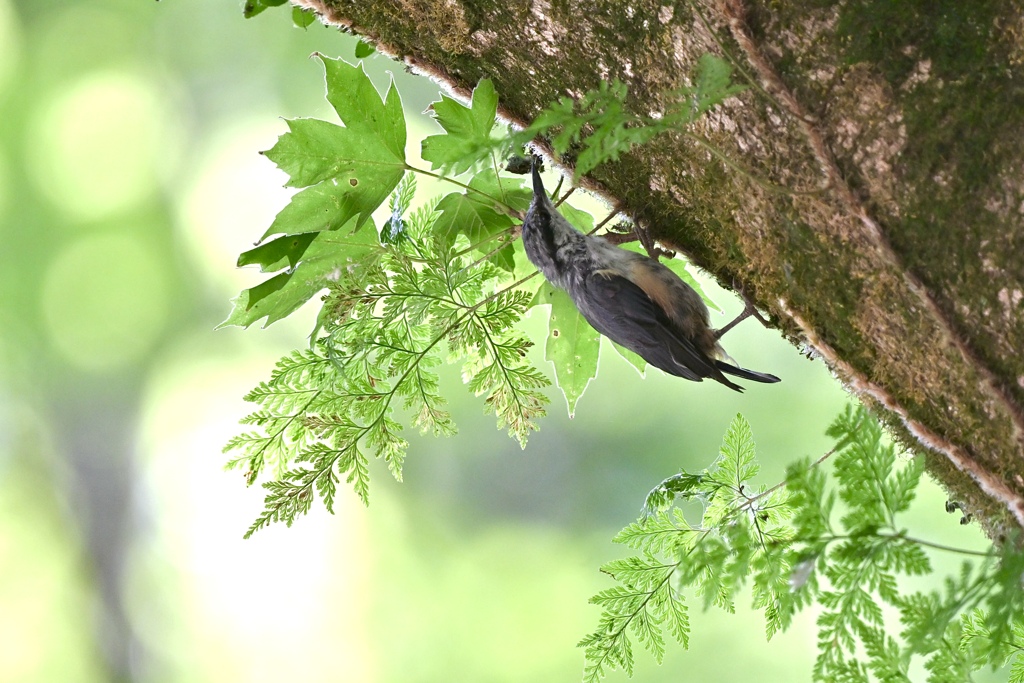 森の野鳥たち Ⅱ