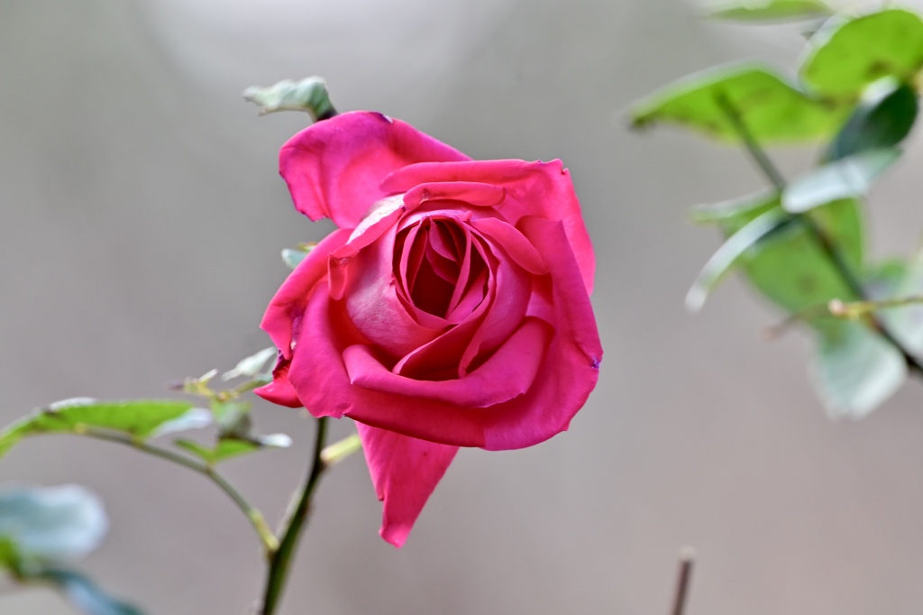 冬薔薇