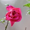 冬薔薇