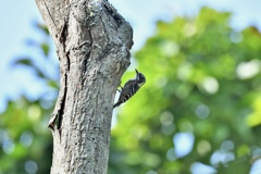 啄木鳥のやって来る木