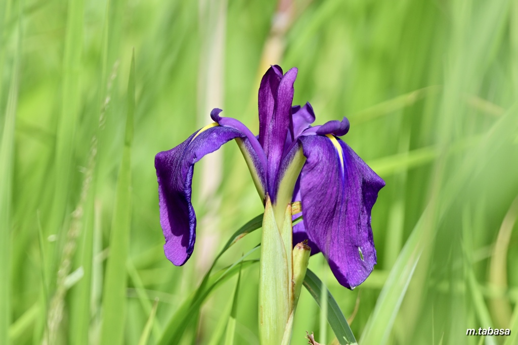 野花菖蒲