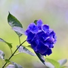 梅雨の一輪