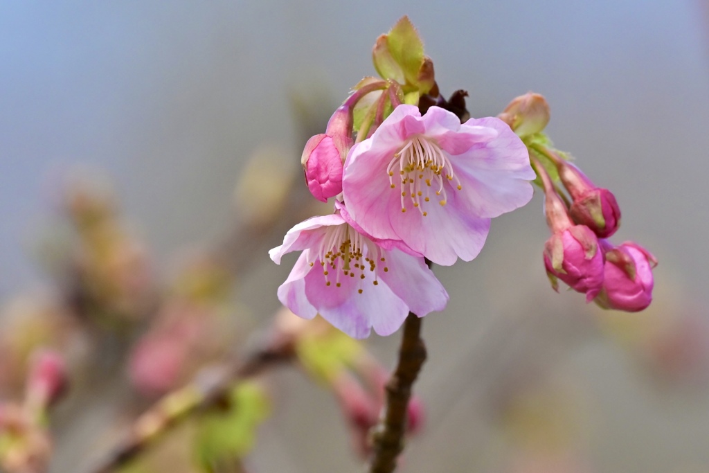 河津桜