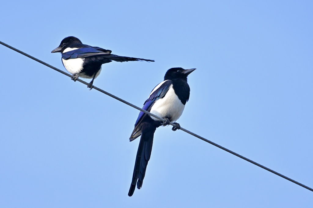 カササギ