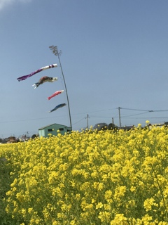 菜の花畑の鯉のぼり