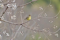春待ち I