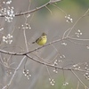 春待ち I
