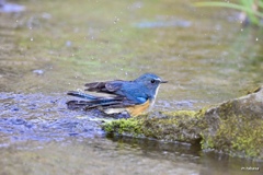 パシャパシャ水浴び～♪