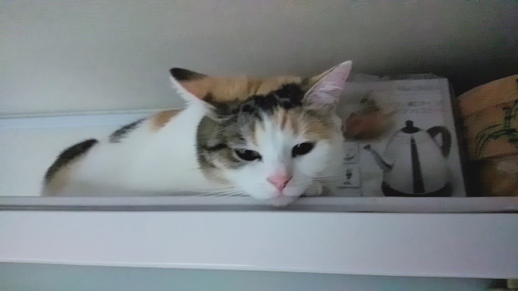 IMG20200405084922