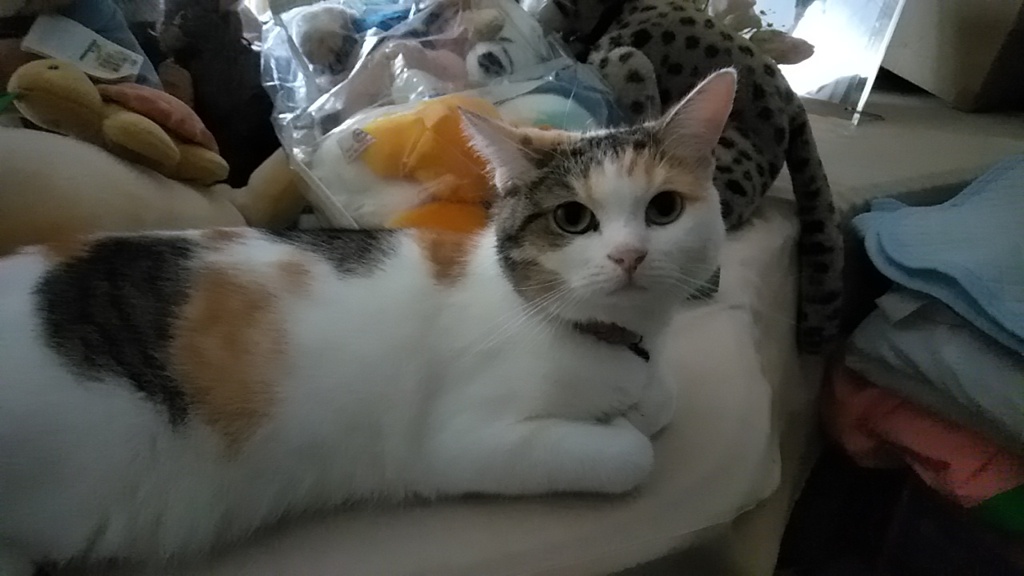 IMG20190816083203