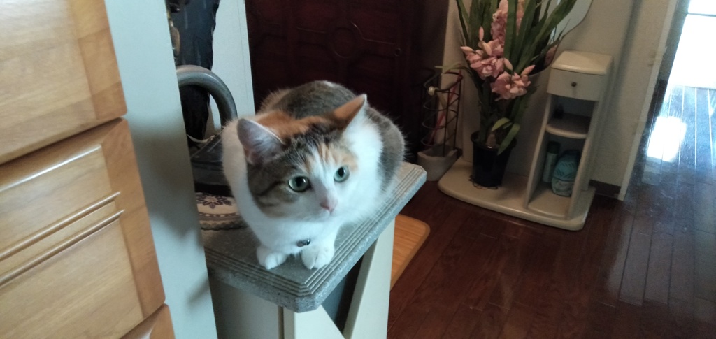 IMG20190723094429