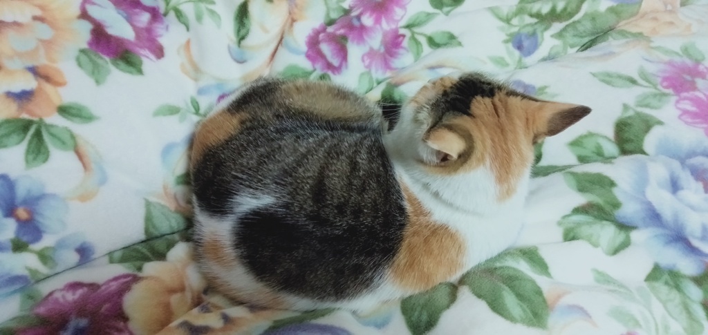 IMG20200403194456