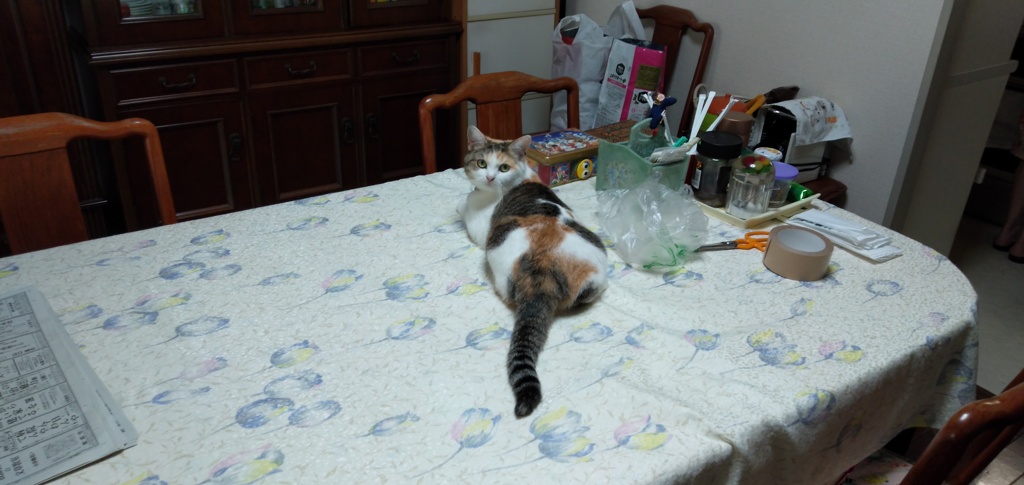 IMG20190817093041