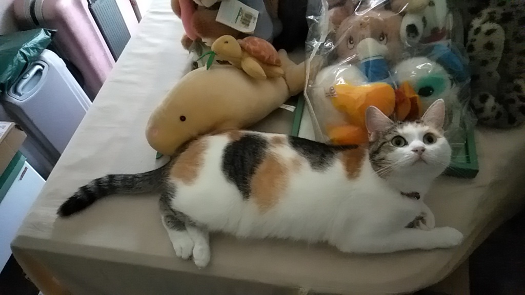 IMG20190816083520
