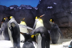 海遊館のペンギン