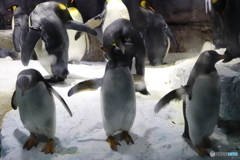 海遊館のペンギン達