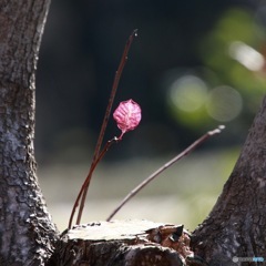ひとりぼっち