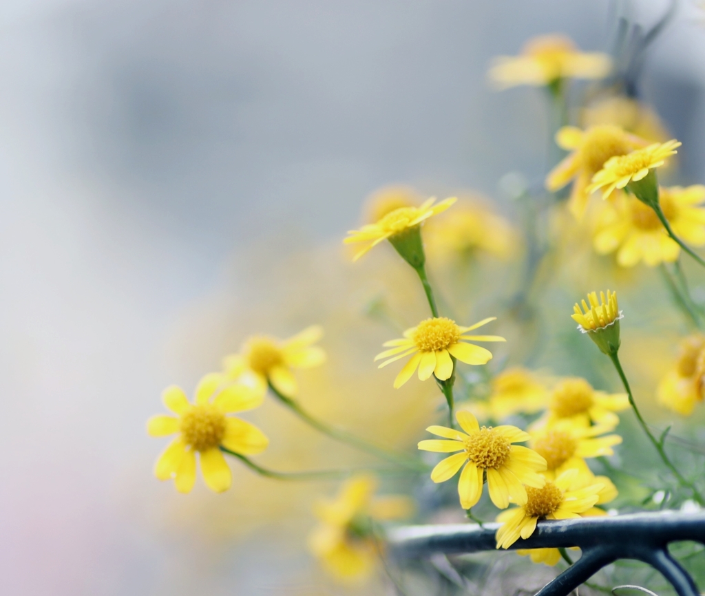 小さな可愛いお花✺⋆*