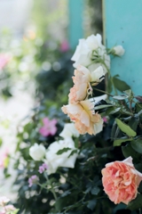 薔薇