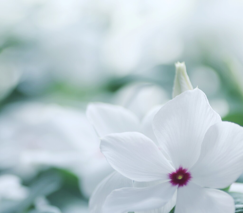 夏のお花❀❀