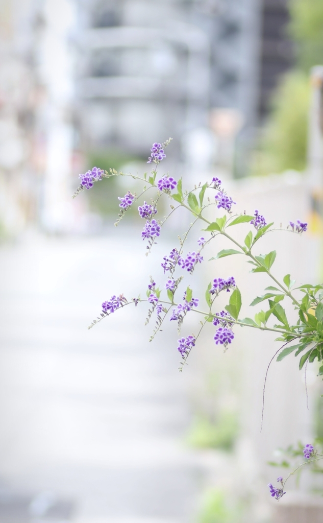 わが家のデュランタ✻*˸ꕤ*˸*⋆。✻*˸ꕤ*˸*⋆。