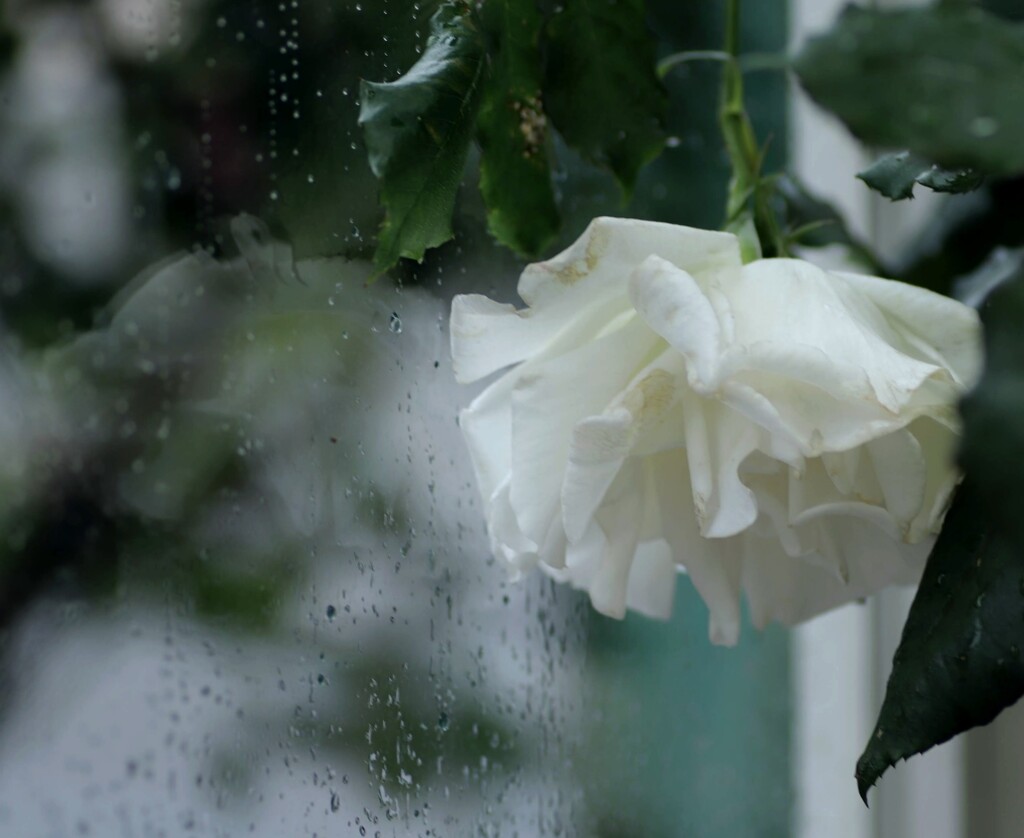 6月の雨