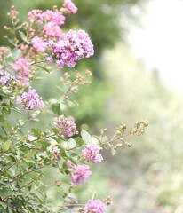 夏の終わりの百日紅