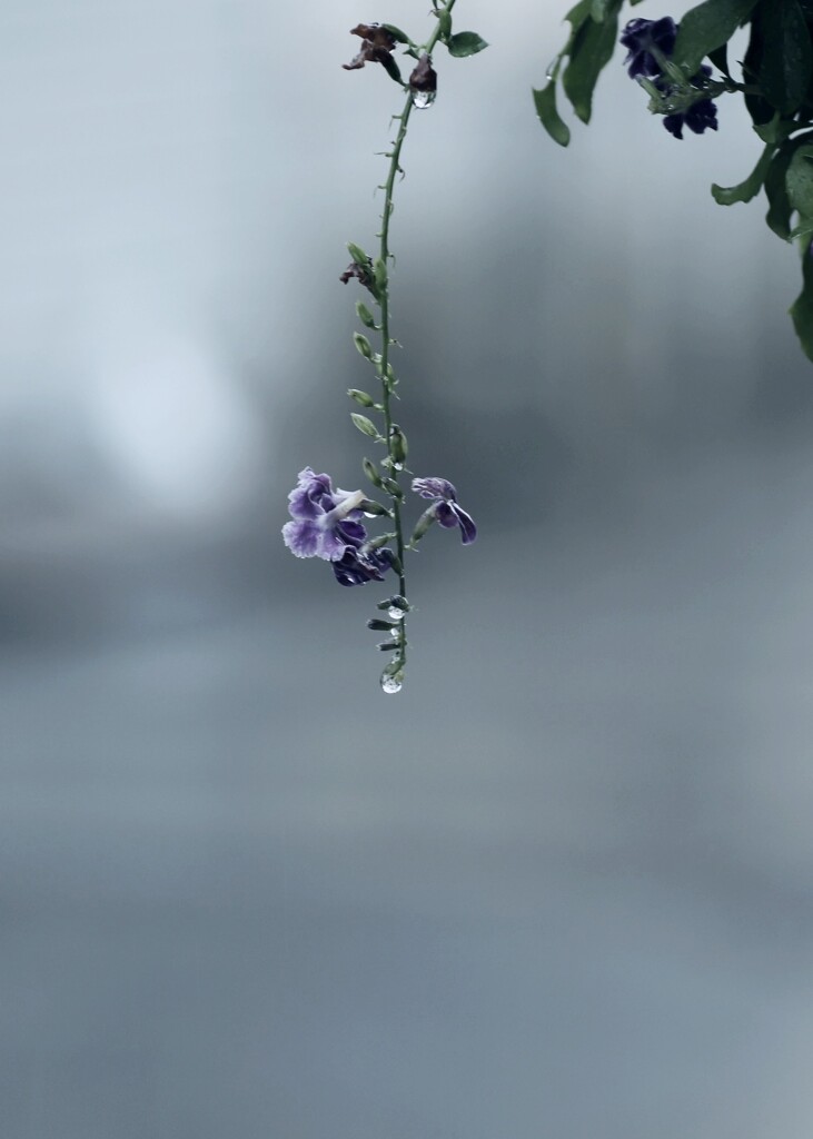 雫
