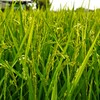 稲：だいぶ育ってきました。