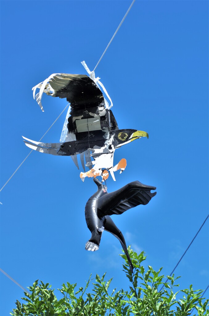 お手製の鷹：カラス対策