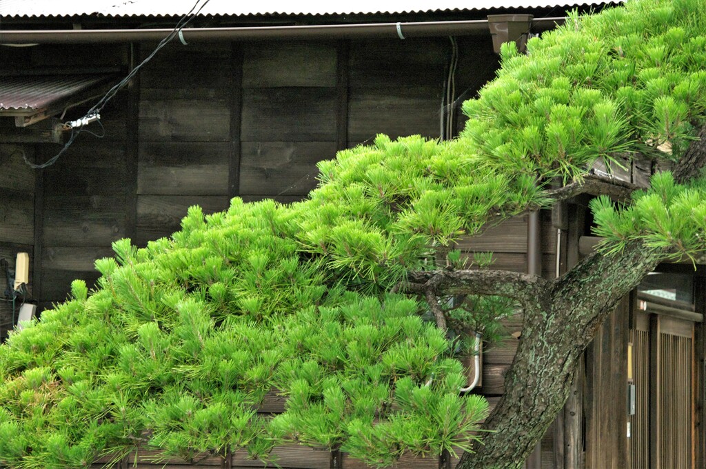 手入れされた松と古い家屋