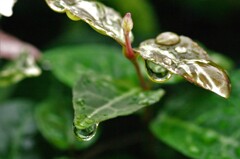 水滴：雨降りのあと　2