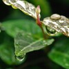 水滴：雨降りのあと　2