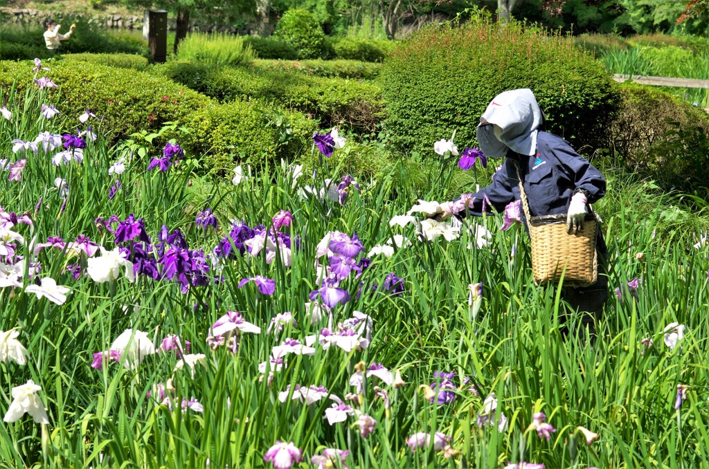 花の手入れ