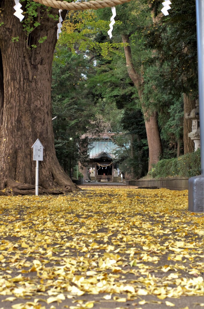 五社神社：参道と拝殿