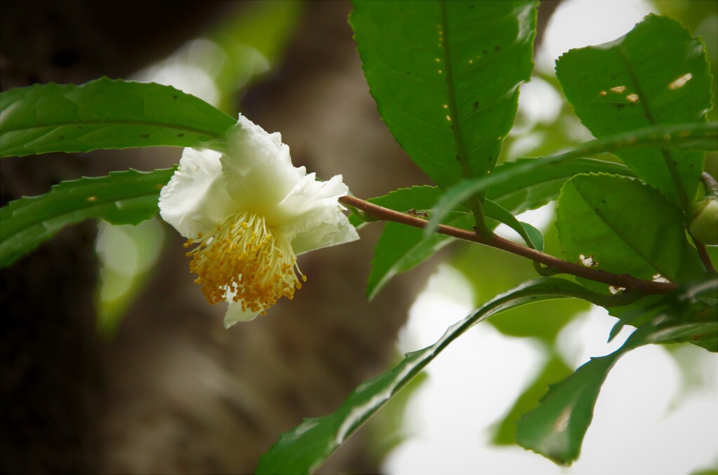 茶花：開花