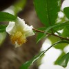 茶花：開花