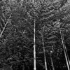 常福寺：竹林　1