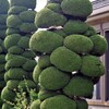 重ねだんご