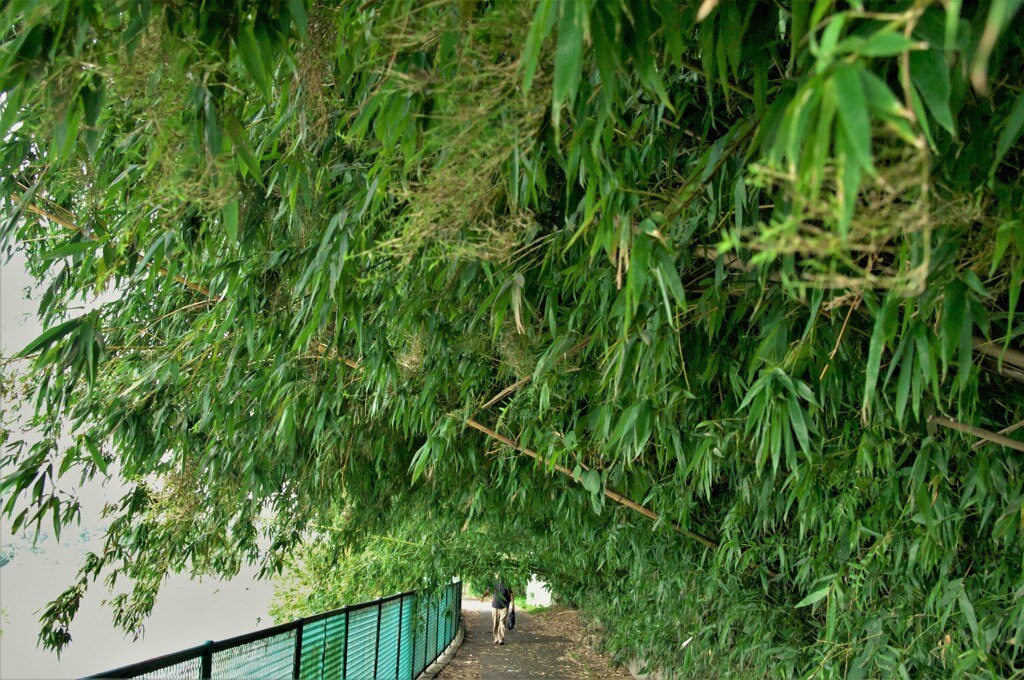 立っては通れません。