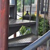 ちいさな螺旋階段